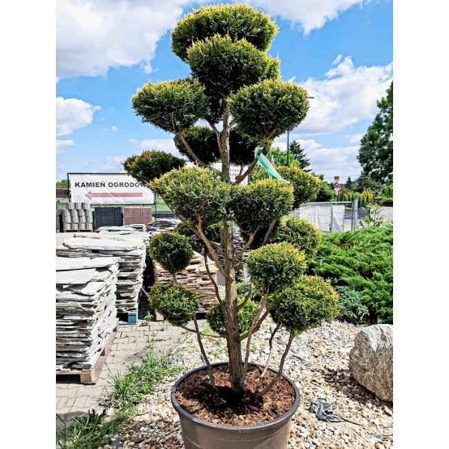 Krzew Bonsai formowany Cyprysik