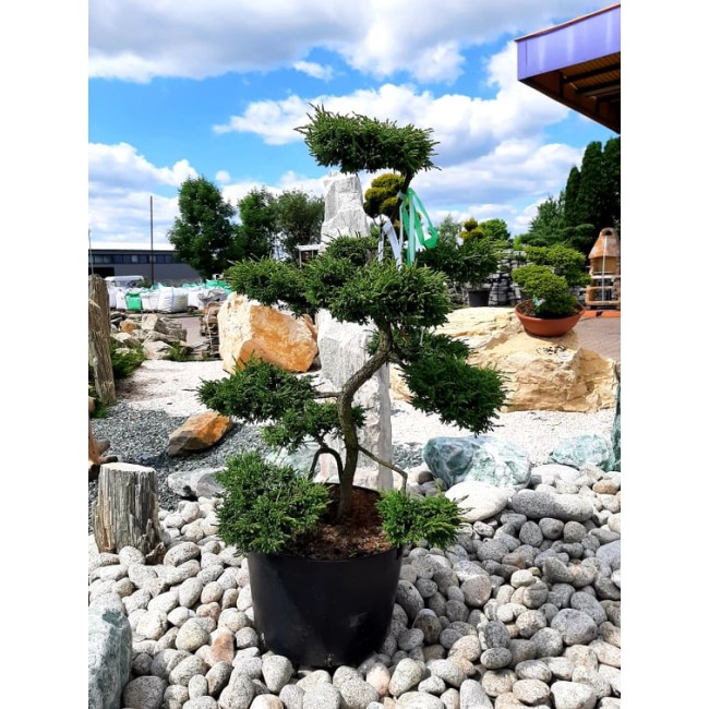 Krzew Bonsai formowany Jałowiec Repanda